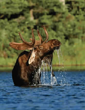 Moose enjoying dip in the lake in Maine's mountain region.