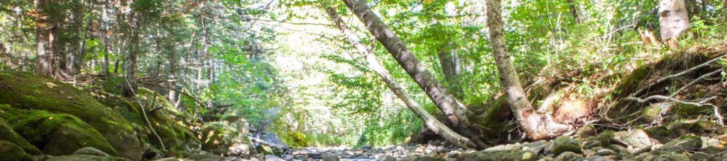 Banner image of a brook in the woods.